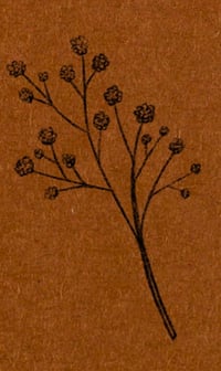Baby's-Breath