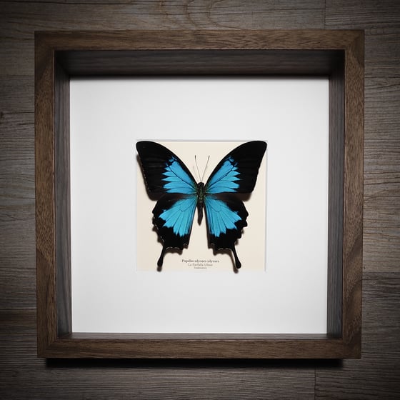 Image of Papilio ulysses ulysses *Wood frame