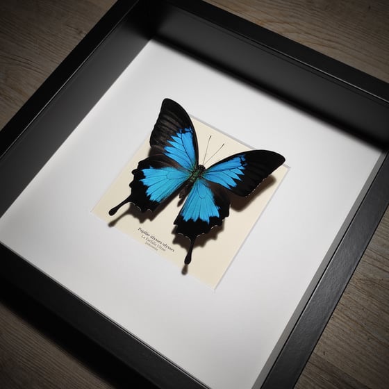 Image of Papilio ulysses ulysses *Black frame