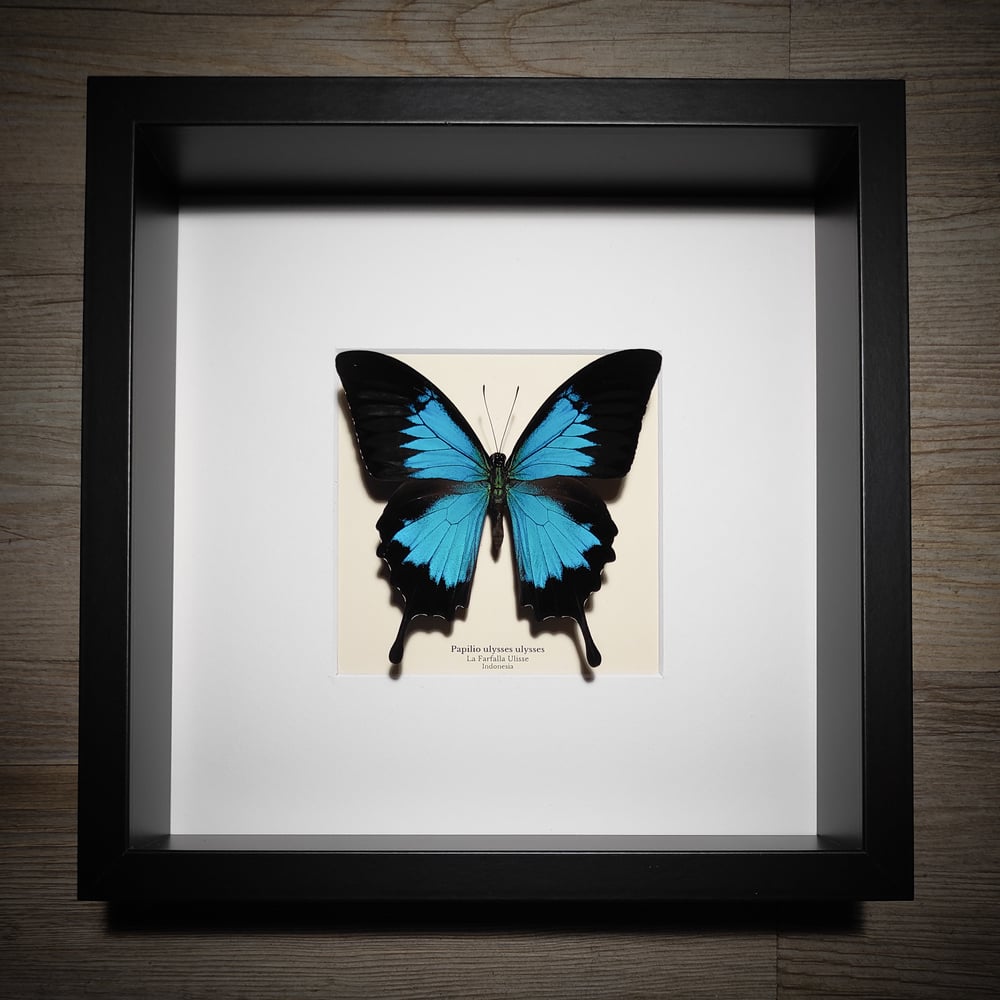 Image of Papilio ulysses ulysses *Black frame