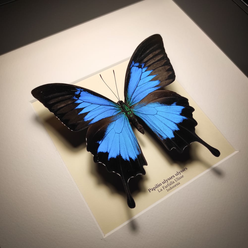 Image of Papilio ulysses ulysses *Black frame