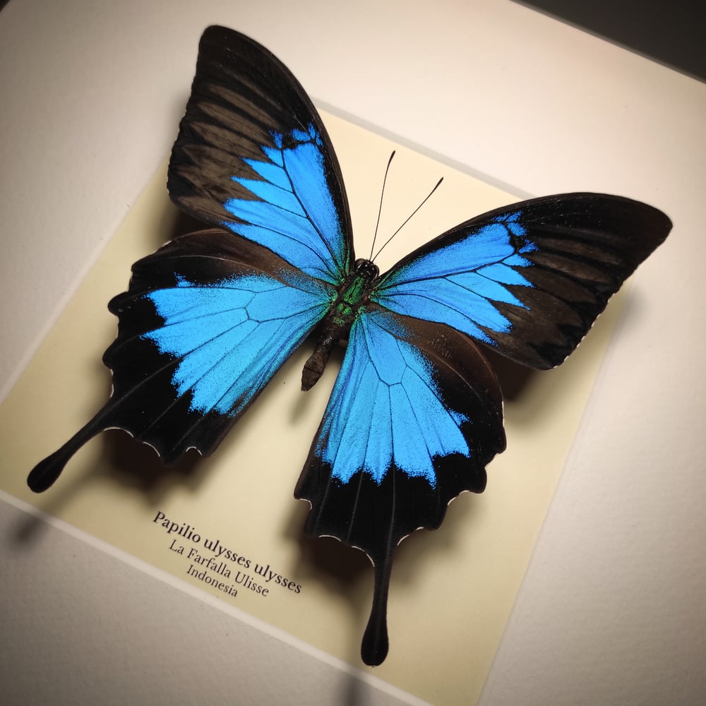 Image of Papilio ulysses ulysses *Black frame