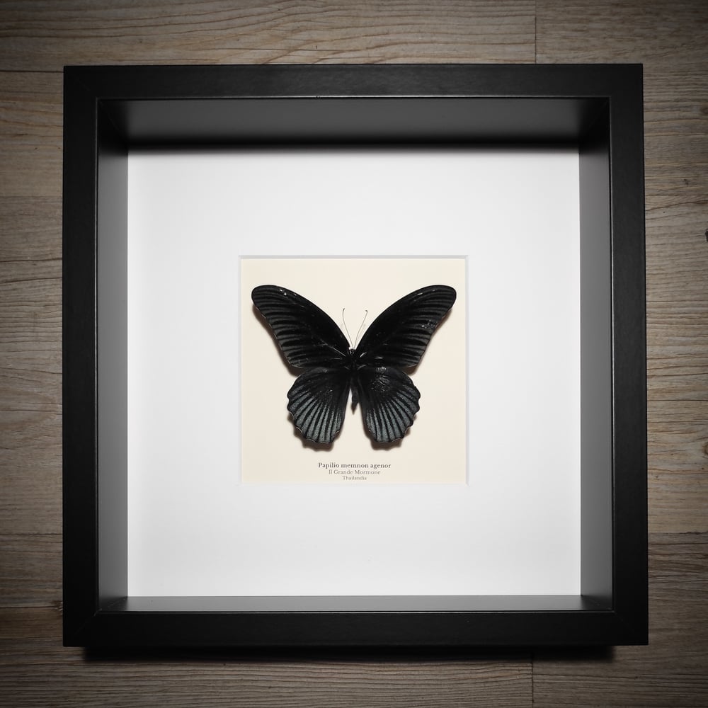 Image of Papilio mnemon agenor 