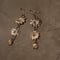 Image of STARRY EARRINGS_Papaver Rhoeas