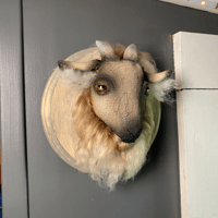 Image 3 of "S'more" Goat Wall Mount • OOAK