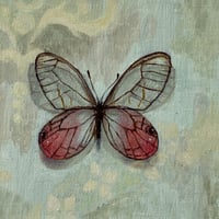 A Pink Glasswing Butterfly (Study)