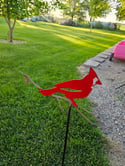 Cardinal on stake 