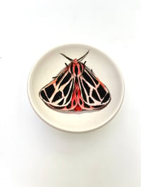 Image 1 of Moth 1, diameter 9.7 cm