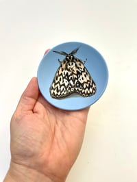 Image 1 of Moth 3, diameter 9.7cm 