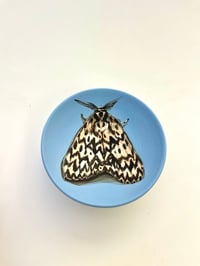 Image 3 of Moth 3, diameter 9.7cm 