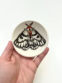 Image 1 of Moth 6, diameter 10 cm