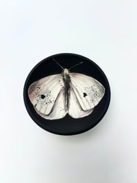 Image 2 of Moth 8, diameter 9.1 cm