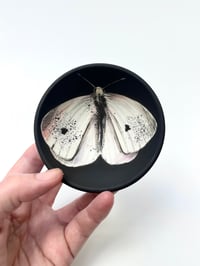 Image 1 of Moth 8, diameter 9.1 cm