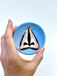 Image 2 of Moth 10, diameter 9.7 cm