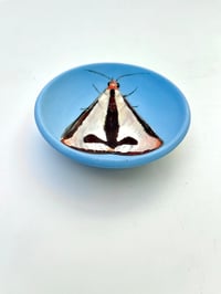 Image 4 of Moth 10, diameter 9.7 cm