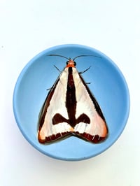 Image 1 of Moth 10, diameter 9.7 cm