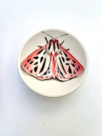 Image 3 of Moth 13, diameter 9.4 cm