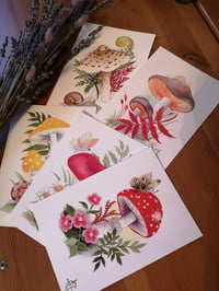 Mushroom Postcards