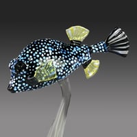 Image 1 of Smooth Trunkfish