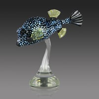 Image 3 of Smooth Trunkfish