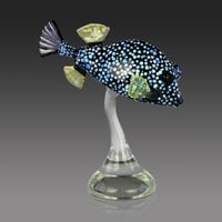 Image 4 of Smooth Trunkfish