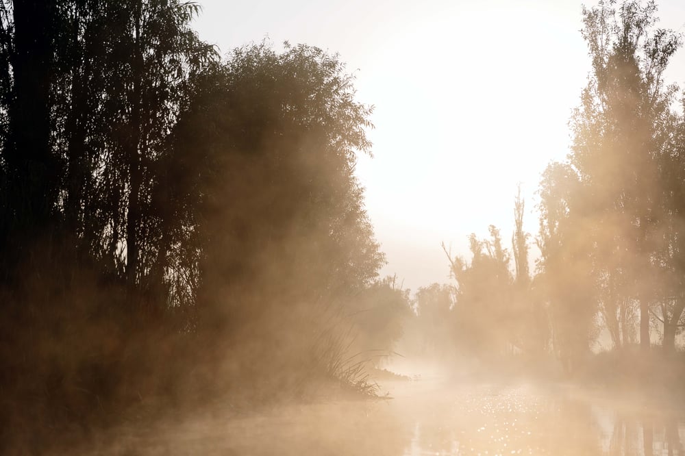 Image of Fog Over Xochimilco