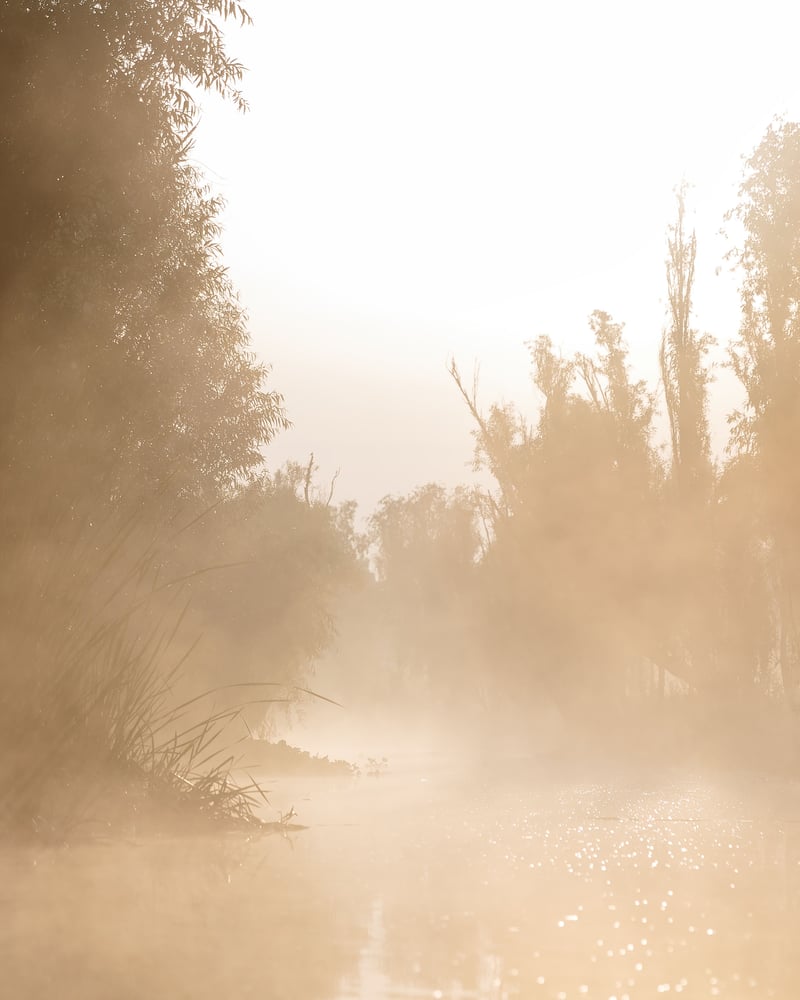 Image of Fog Over Xochimilco