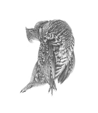 Image 1 of Grouse Three