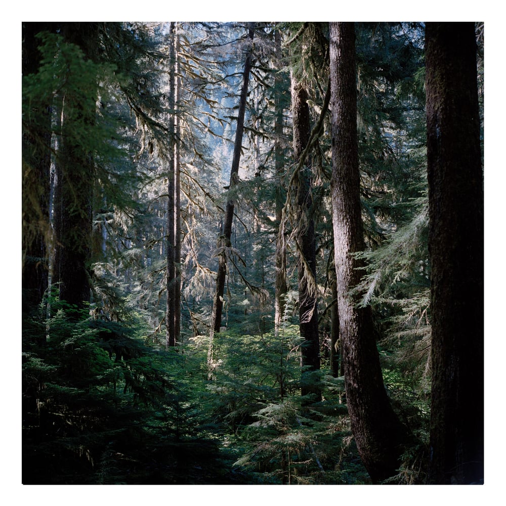 Image of Between Two Mysteries - Olympic National Park, Washington