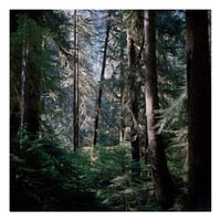 Between Two Mysteries - Olympic National Park, Washington