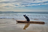 What The Tide Leaves Behind 
