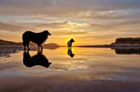 Tranquility 