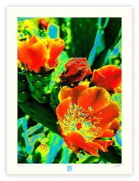 Image 1 of A FLOWERING CACTUS (24X18)