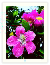 Image 1 of MIGHTY MAGENTA (24X18)