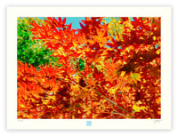 Image 1 of MARC'S RED MAPLE (18X24)