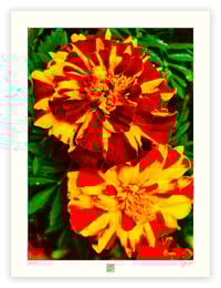 Image 1 of JIMMY'S  MARIGOLDS (24X18)