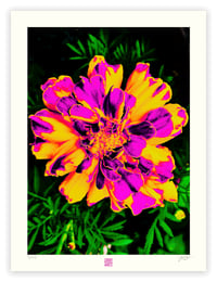 Image 1 of A WARHOL MARIGOLD (24X18)