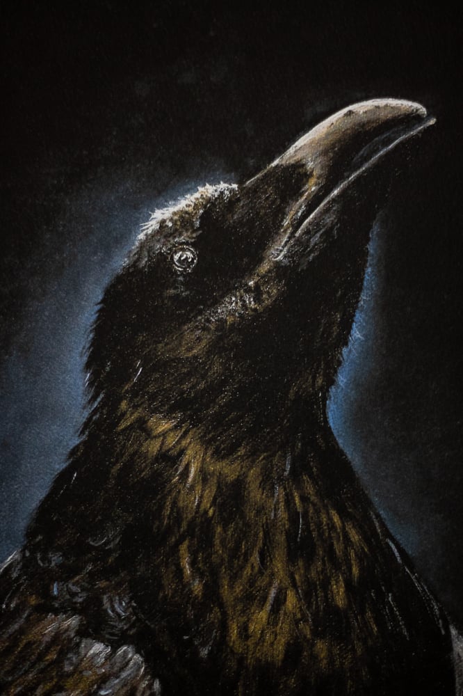 Image of ART PRINT "Corvus" 