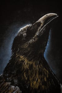 Image 4 of ART PRINT "Corvus"