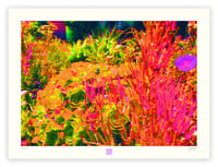 Image 1 of  CRAZY CACTUS GARDEN(18X24)