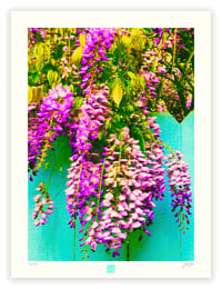 Image 1 of CREEPING WISTERIA (24X18)