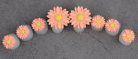 Image 5 of SILICONE TOE SEPARATORS 