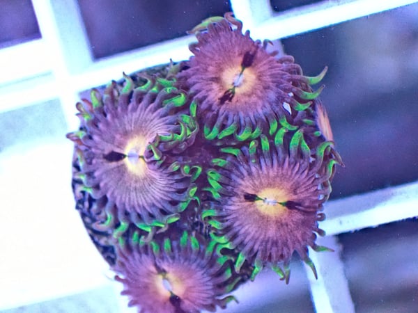 Image of Nirvana Zoa