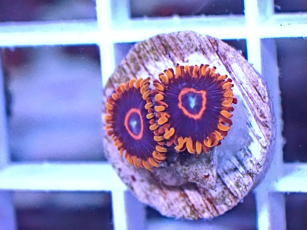 Image of Red Hornet zoa 3 polyps