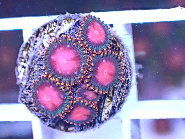 Image of KH Sunburst zoa 3 polyps