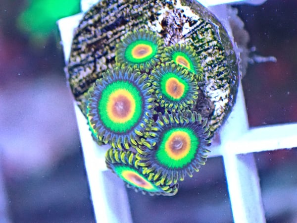 Image of Rasta zoa 3 polyps