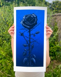 Image 1 of Midnight Rose