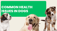 Common Health Issues in Dogs and How to Prevent Them