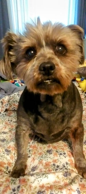 Image of Doggone Dog Soap