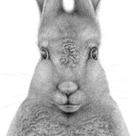 Image 2 of Rabbit